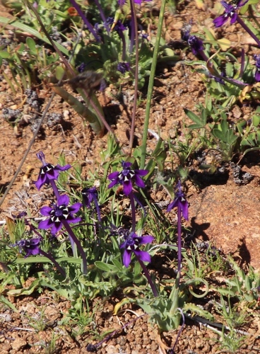 Image of Lapeirousia oreogena by (c) Tony Rebelo, some rights reserved (CC BY-SA)