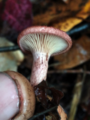 Lactarius spinosulus