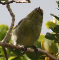 Chlorodrepanis flava