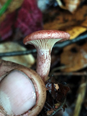 Lactarius spinosulus