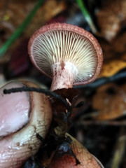 Lactarius spinosulus