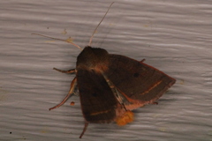 Epiglaea apiata