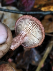 Lactarius spinosulus