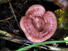 Lactarius spinosulus