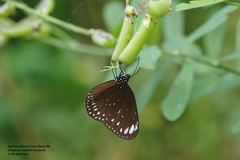 Euploea crameri bremeri