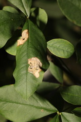Leucoptera laburnella