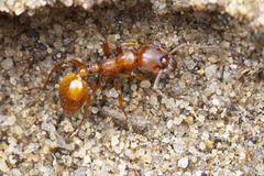 Manica