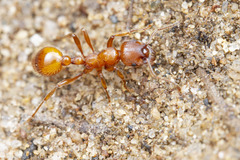 Manica