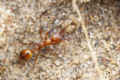 Manica