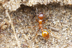 Manica