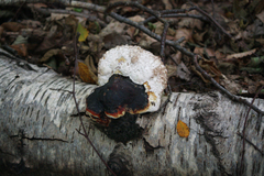 Fomitopsis pinicola