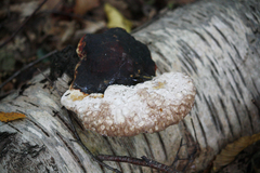 Fomitopsis pinicola