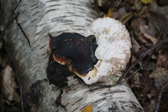 Fomitopsis pinicola