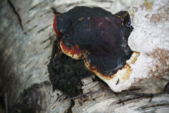 Fomitopsis pinicola