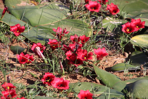 Image of Romulea monadelpha by (c) Tony Rebelo, some rights reserved (CC BY-SA)