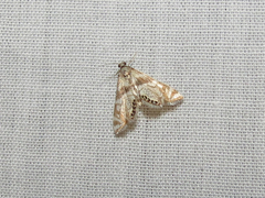 Petrophila canadensis