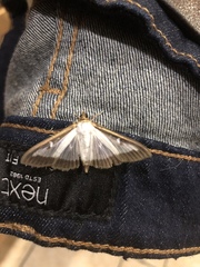 Cydalima perspectalis