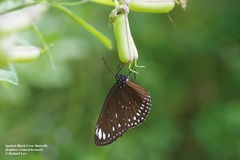 Euploea crameri bremeri
