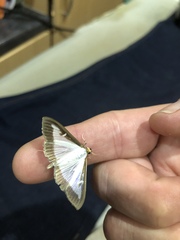 Cydalima perspectalis