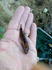 Proterorhinus semilunaris