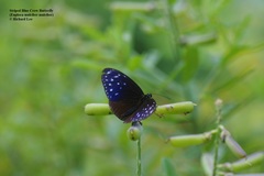 Euploea mulciber mulciber