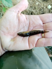 Proterorhinus semilunaris