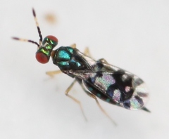 Astichus arithmeticus