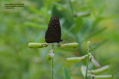 Euploea mulciber mulciber