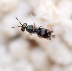 Astichus arithmeticus