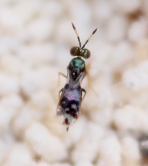 Astichus arithmeticus