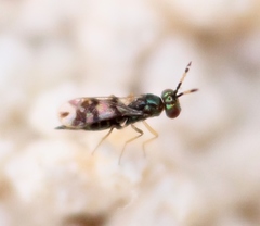 Astichus arithmeticus