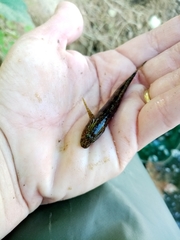 Proterorhinus semilunaris