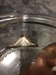 Cydalima perspectalis