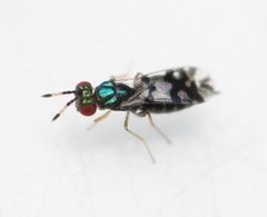 Astichus arithmeticus