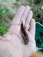 Proterorhinus semilunaris