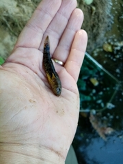 Proterorhinus semilunaris