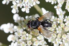 Leucostomatini