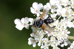 Leucostomatini