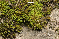Trichostomum brachydontium