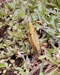 Taeniopoda varipennis