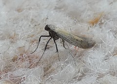 Aspilapteryx tringipennella