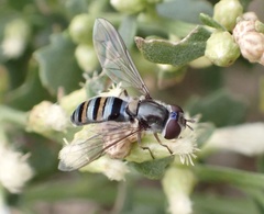 Pseudoscaeva diversifasciata
