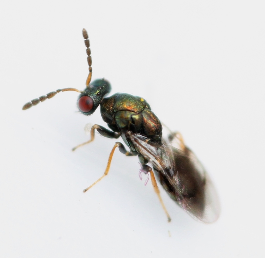 Aulogymnus trilineata