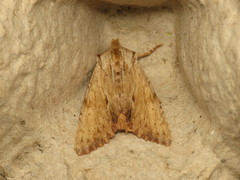 Apamea lithoxylaea