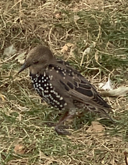 Sturnus vulgaris