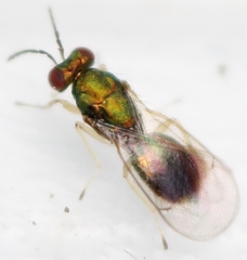 Chrysocharis gemma