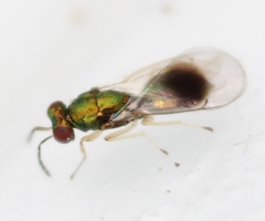 Chrysocharis gemma