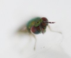 Chrysocharis gemma