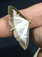 Cydalima perspectalis