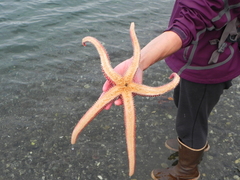 Orthasterias koehleri